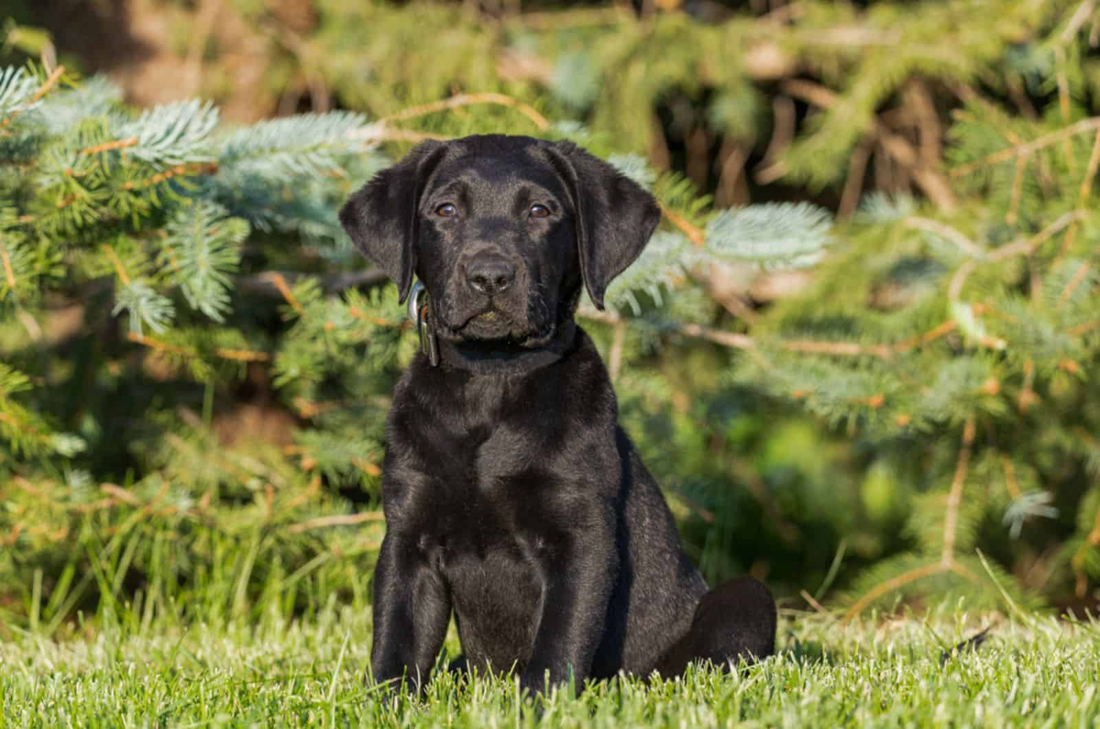 adorable labrador puppy  sitting in the park