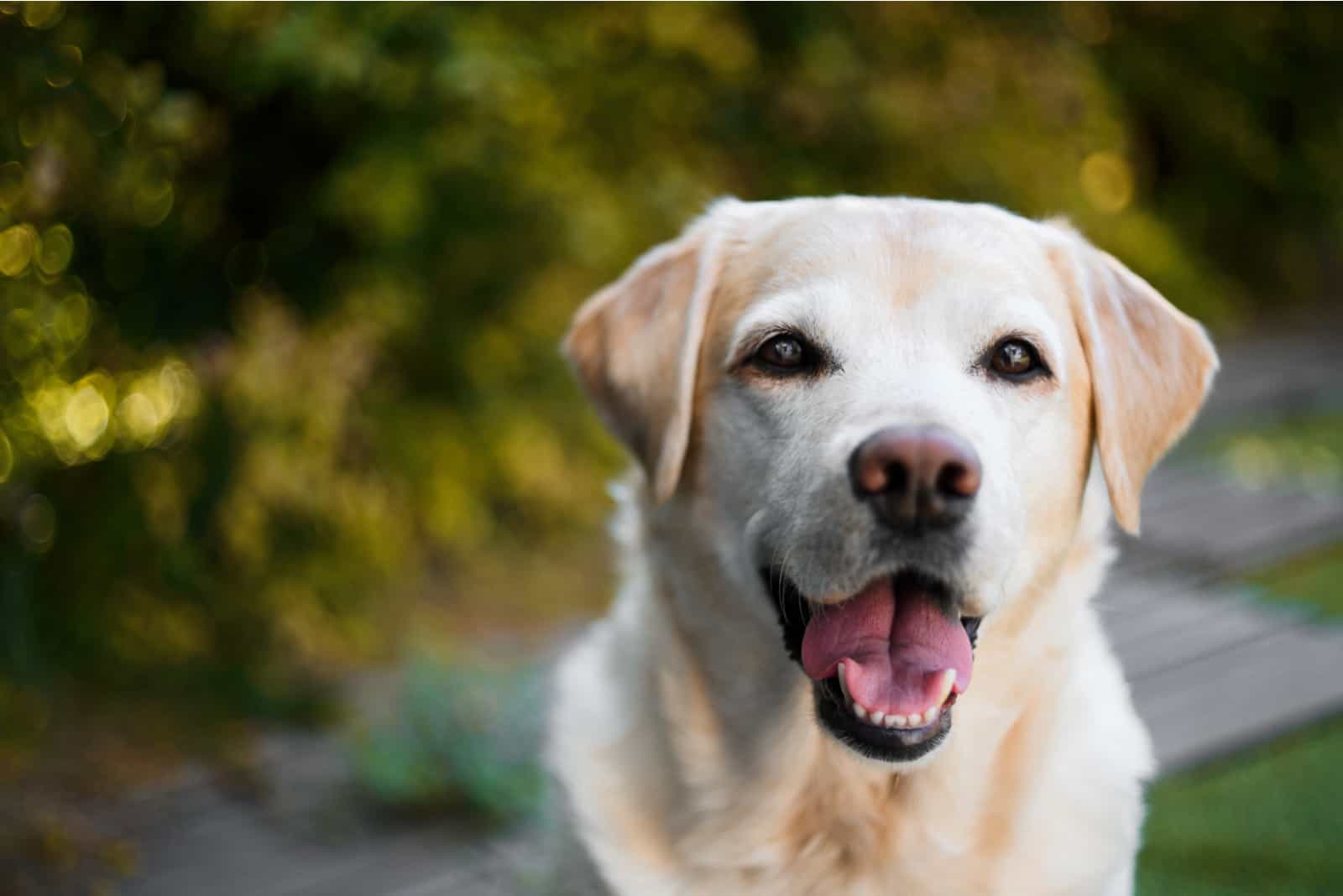 adorable labrador retriever in nature