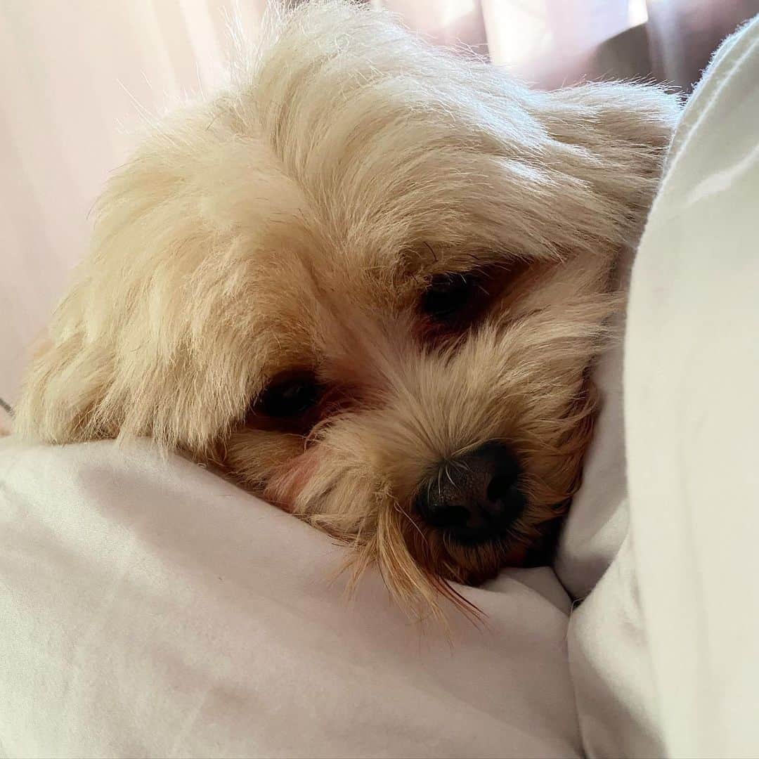 adorable Lhasa Apso lying on the couch