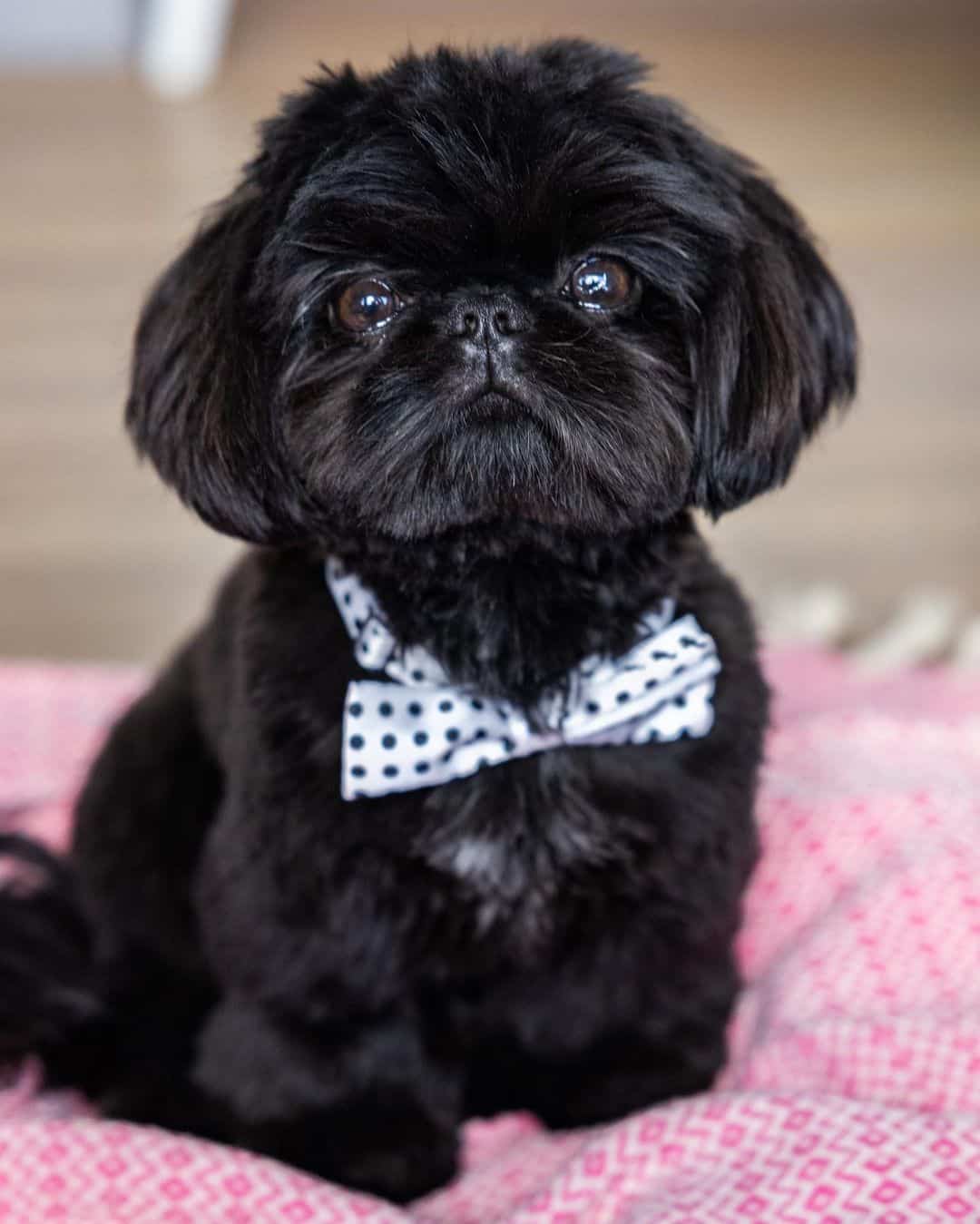 adorable little black shih tzu