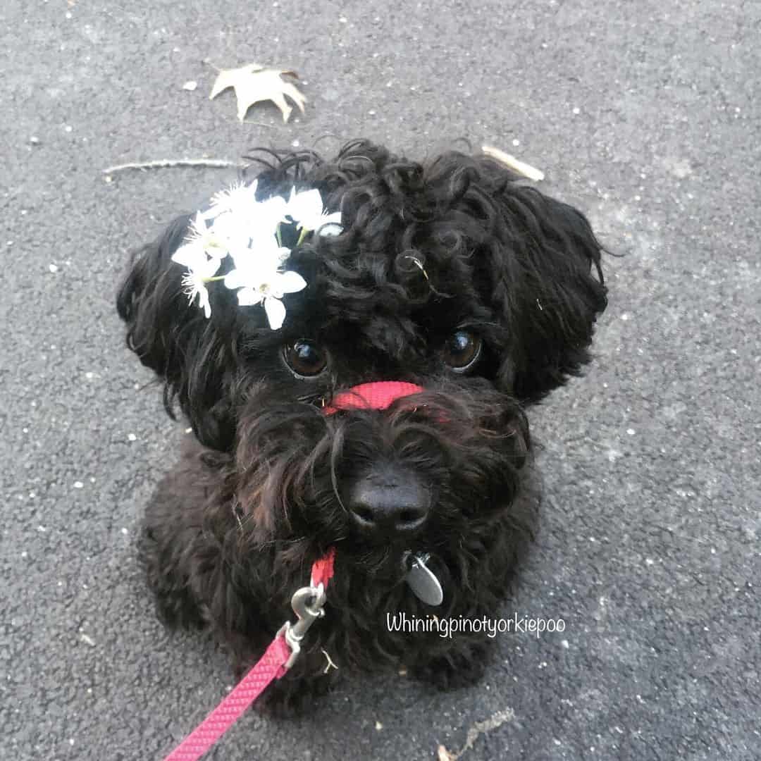 adorable little Black Yorkie Poodle