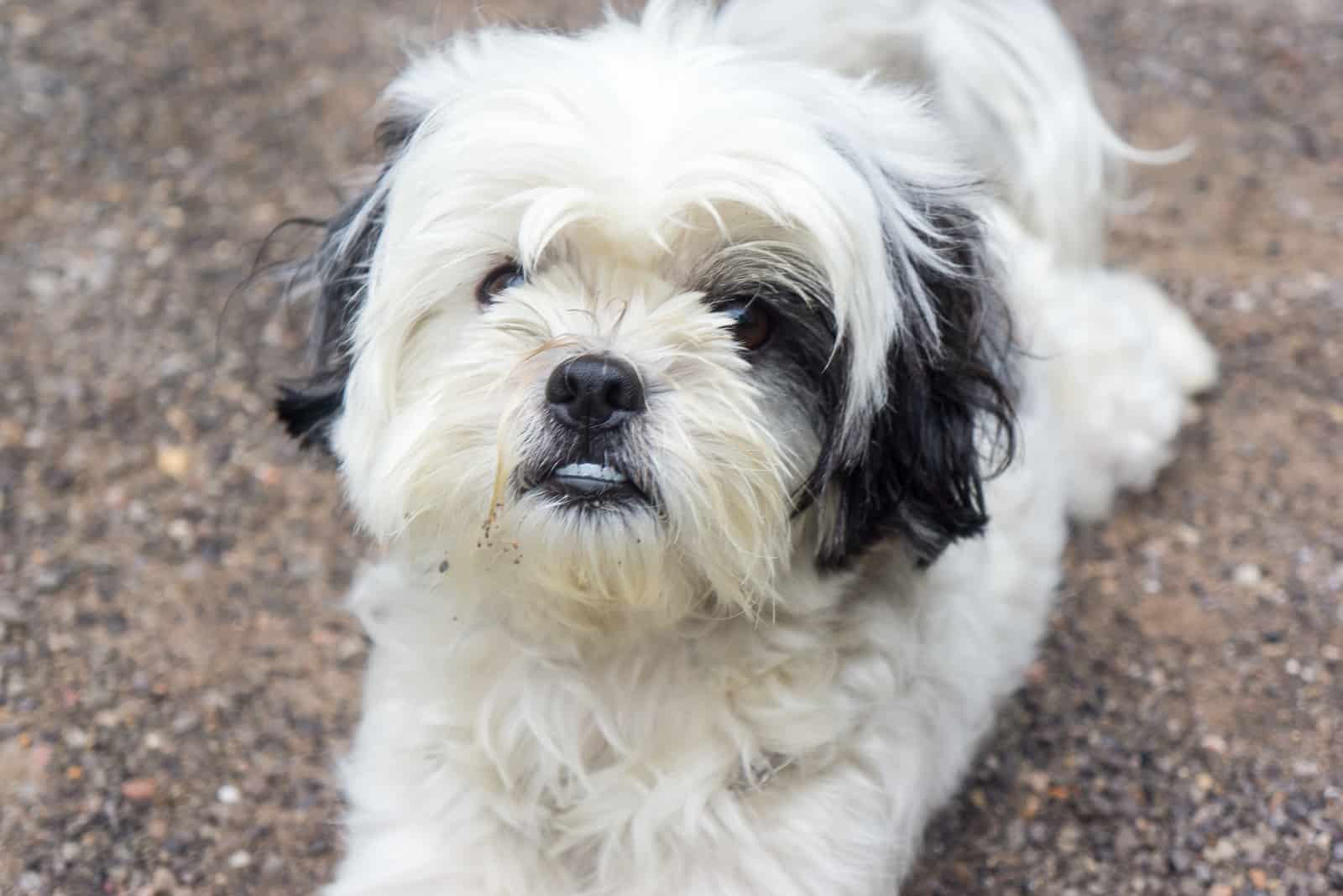 adorable little shih tzu outdoors