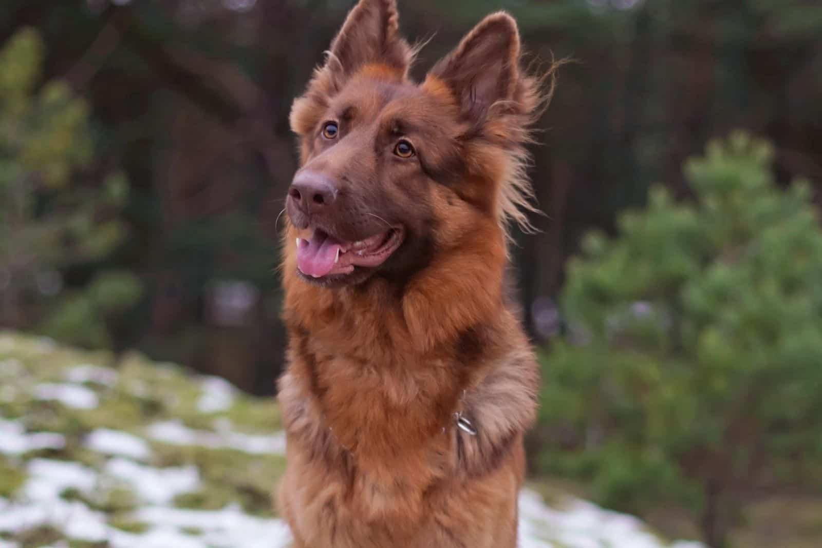 adorable long haired GSD posing outdoors sitting on a snow in winter