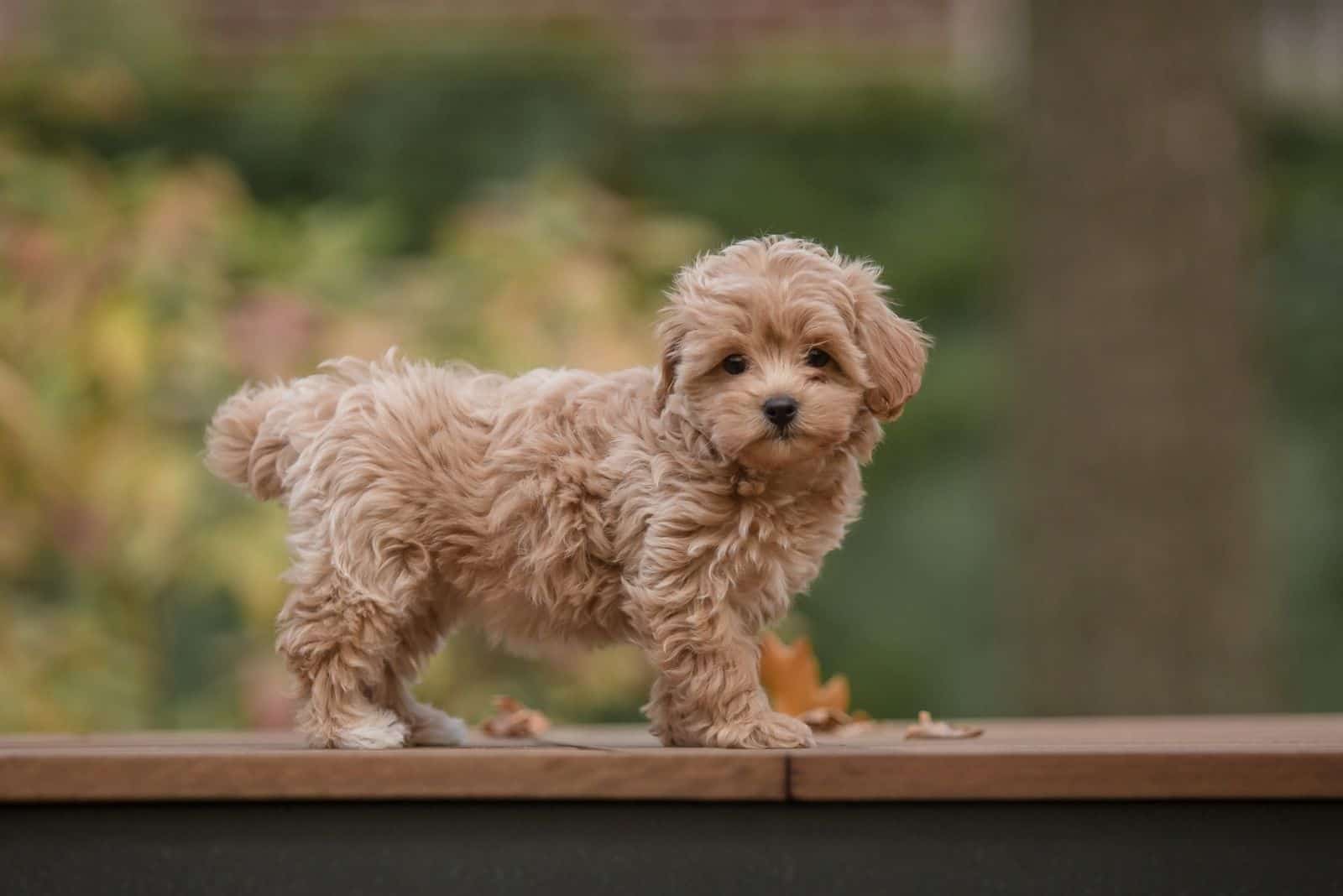 Adorable Maltese and Poodle mix puppy standing over the platform