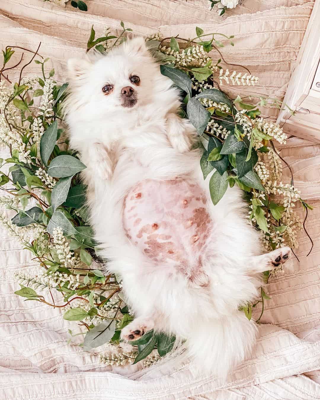 adorable maternity photo of a dog expecting puppies