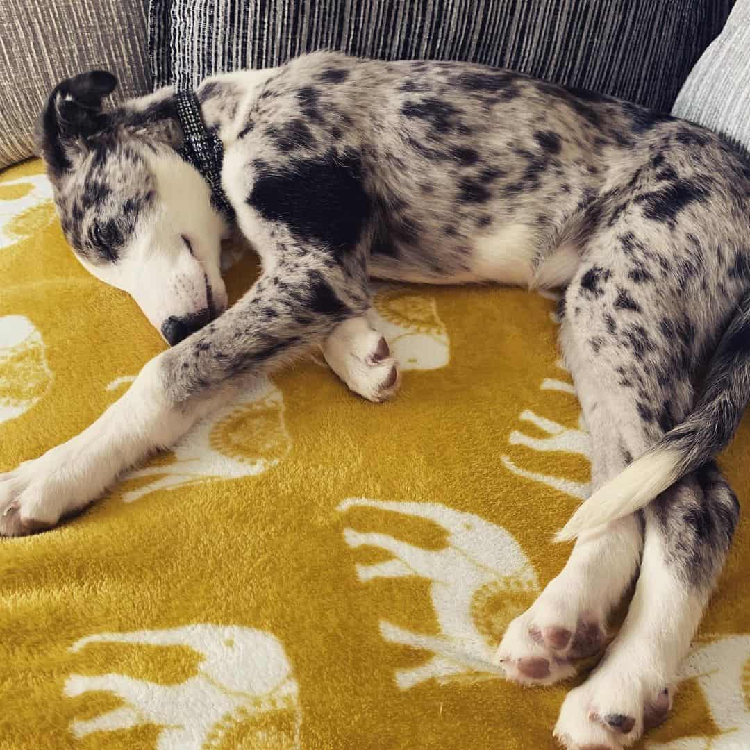 adorable little merle greyhound puppy lying