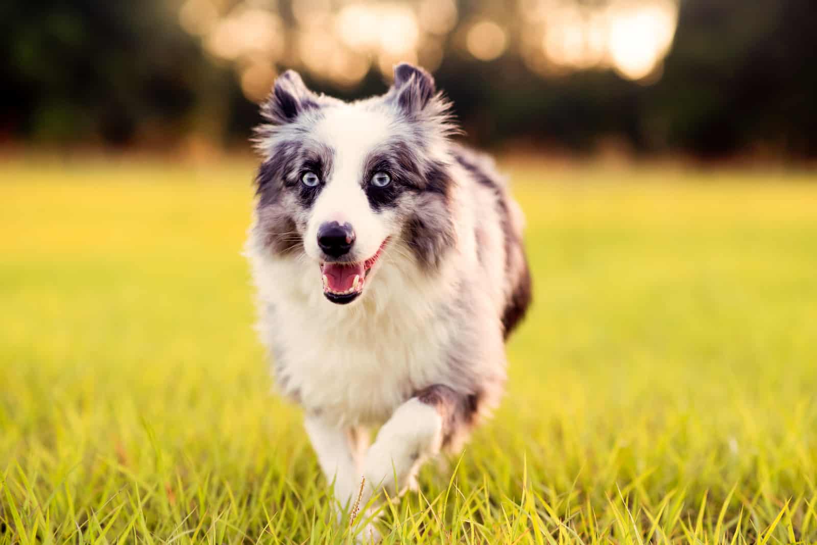 adorable mini australian shepherd walks a field of grass