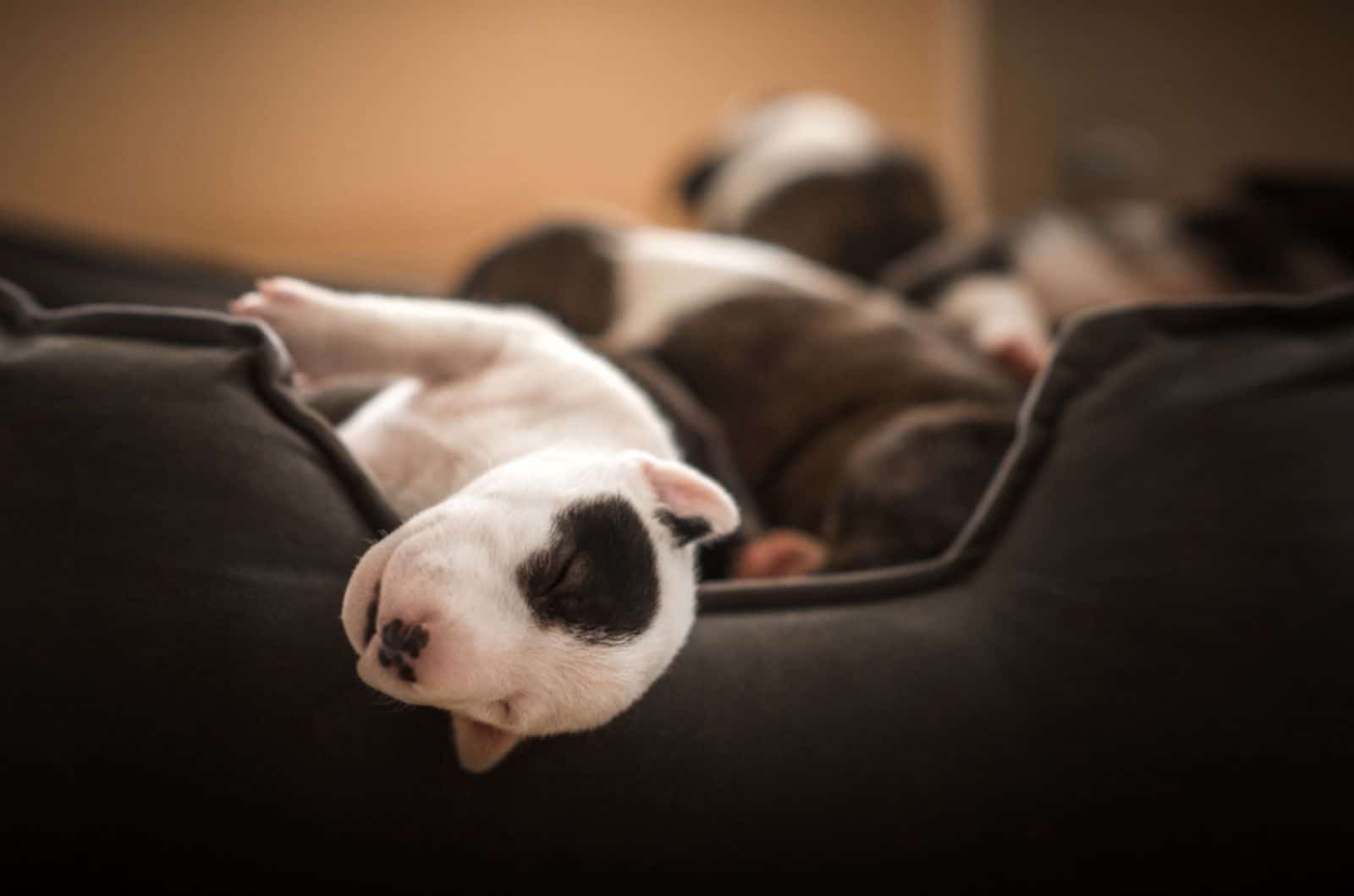 adorable mini bull terrier puppy sleeping