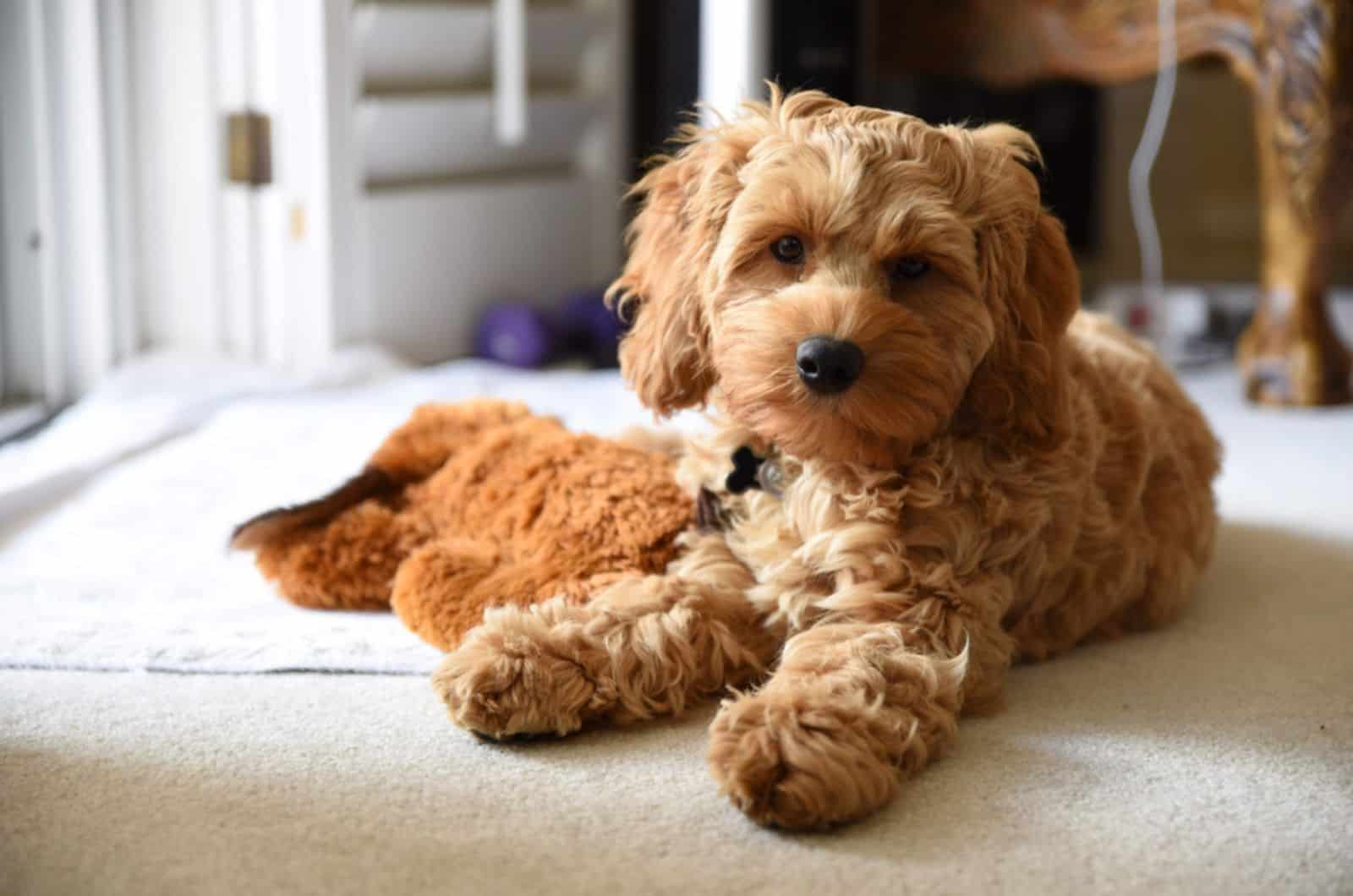 adorable mini cockapoo on the floor