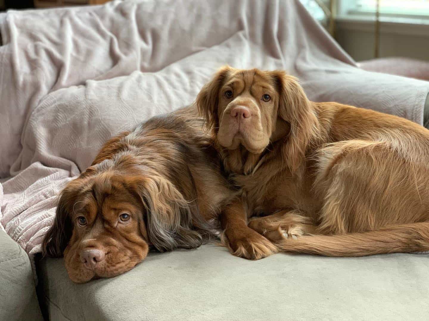 adorable mini hippo dogs on the bed