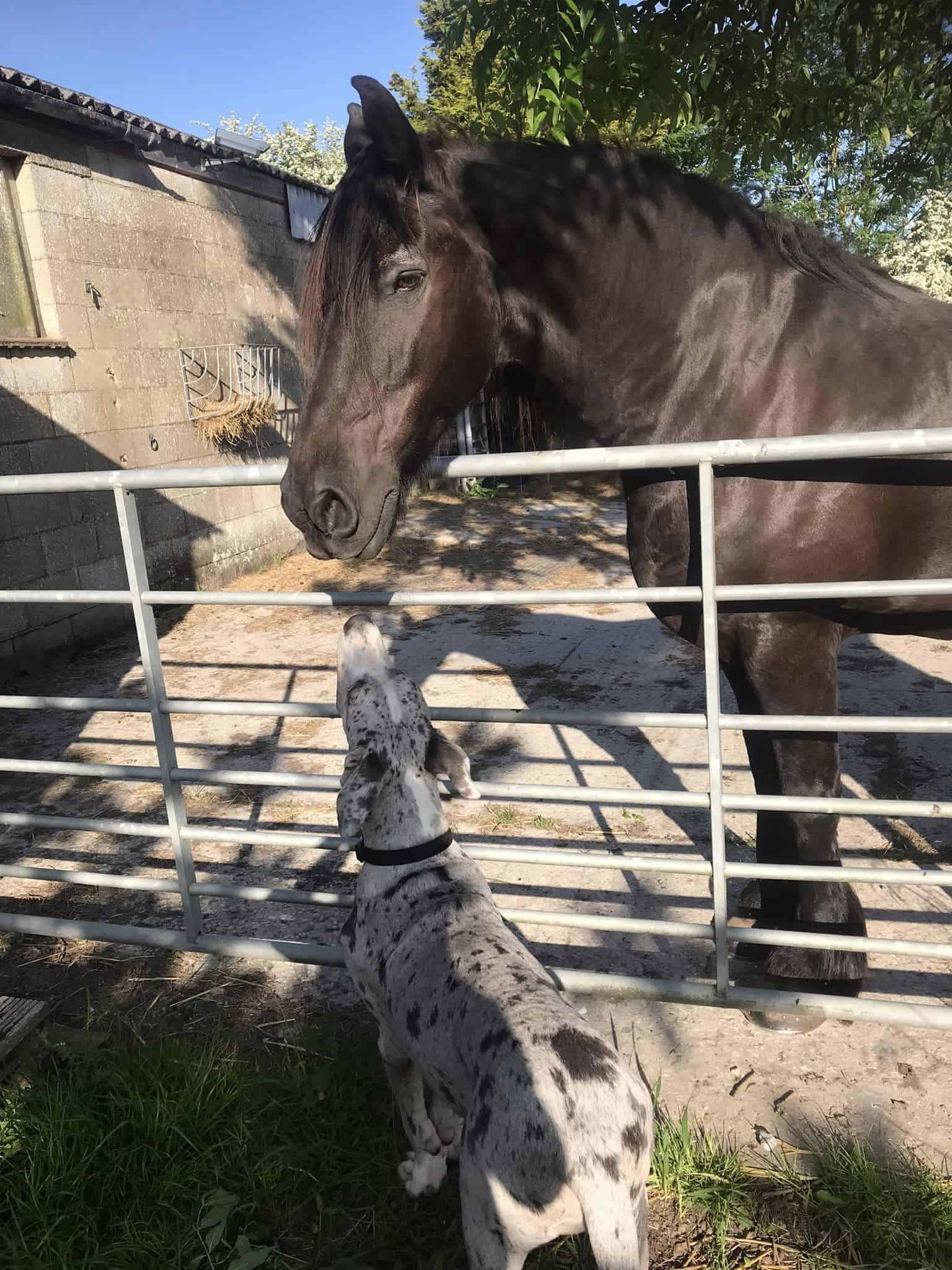 adorable photo of great dane with a horse