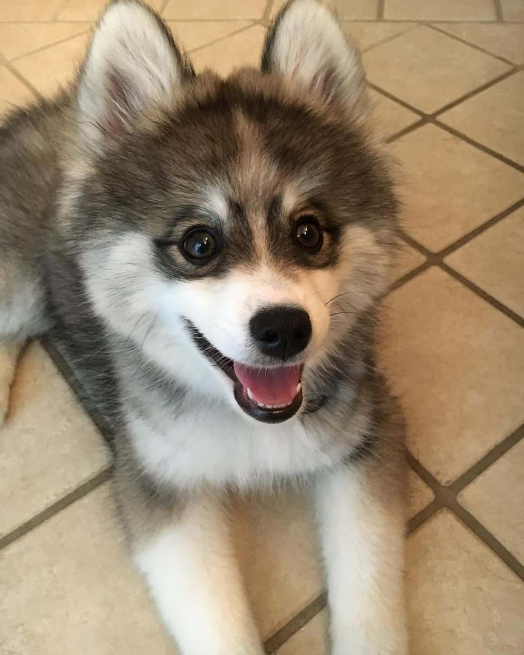 adorable photo of norman the pomsky