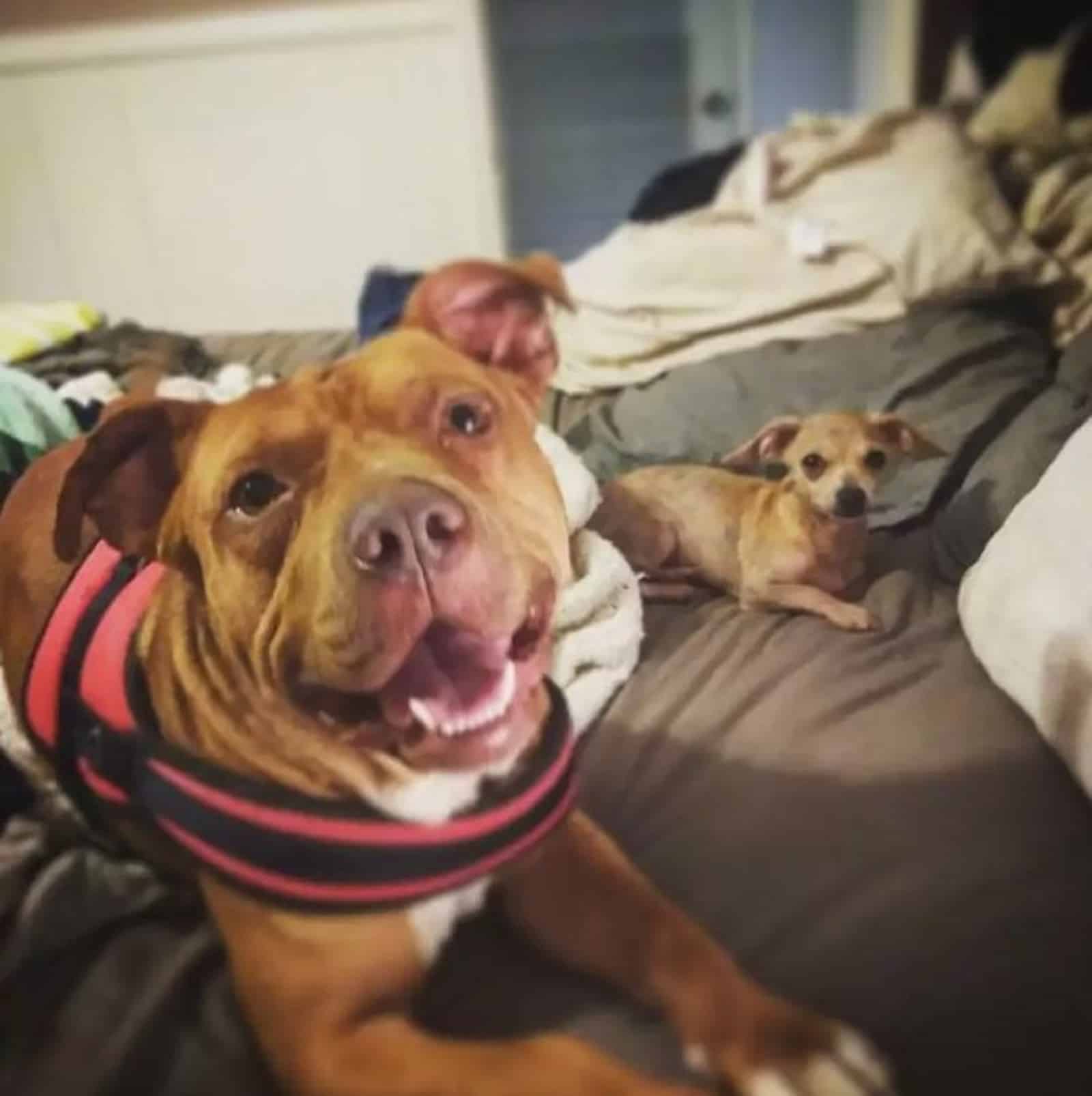 adorable pit bull dog lying on the bed