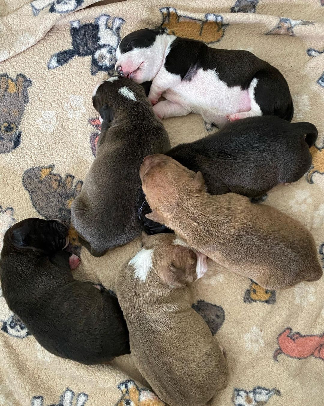 adorable pitbull puppies