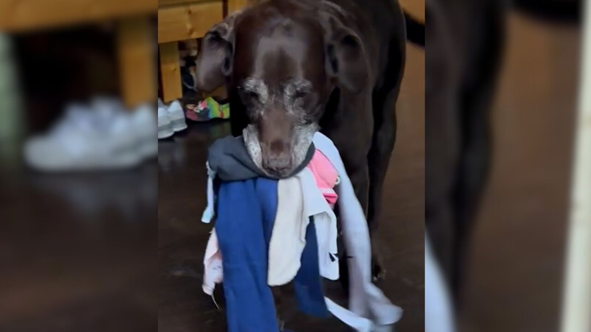 Adorable Pup Prepares A Gift For His Mom Every Time She Comes Back Home