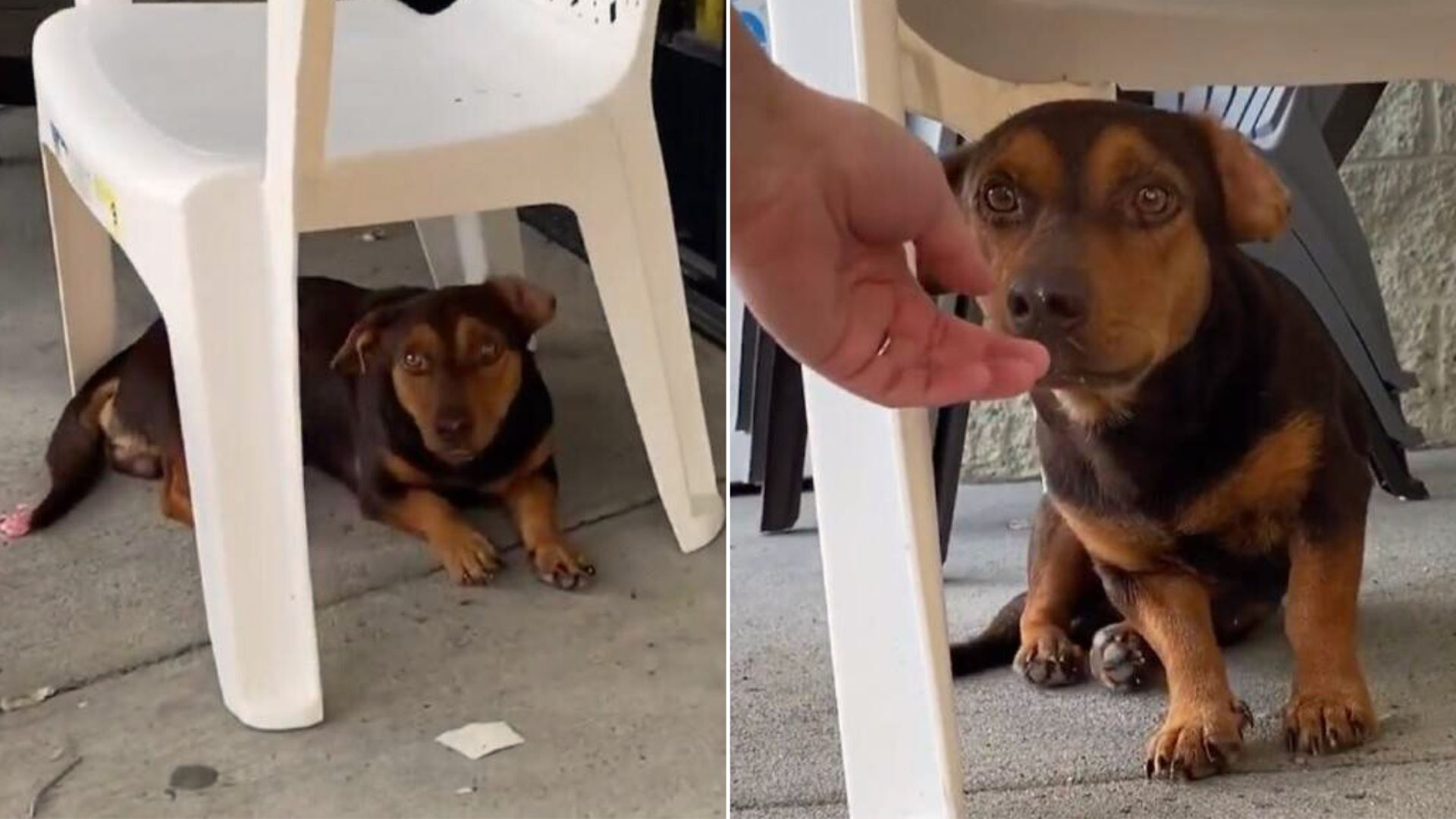 Tiny Stray Dog Spends Weeks Outside A Store, Hoping To Meet A Kind Human