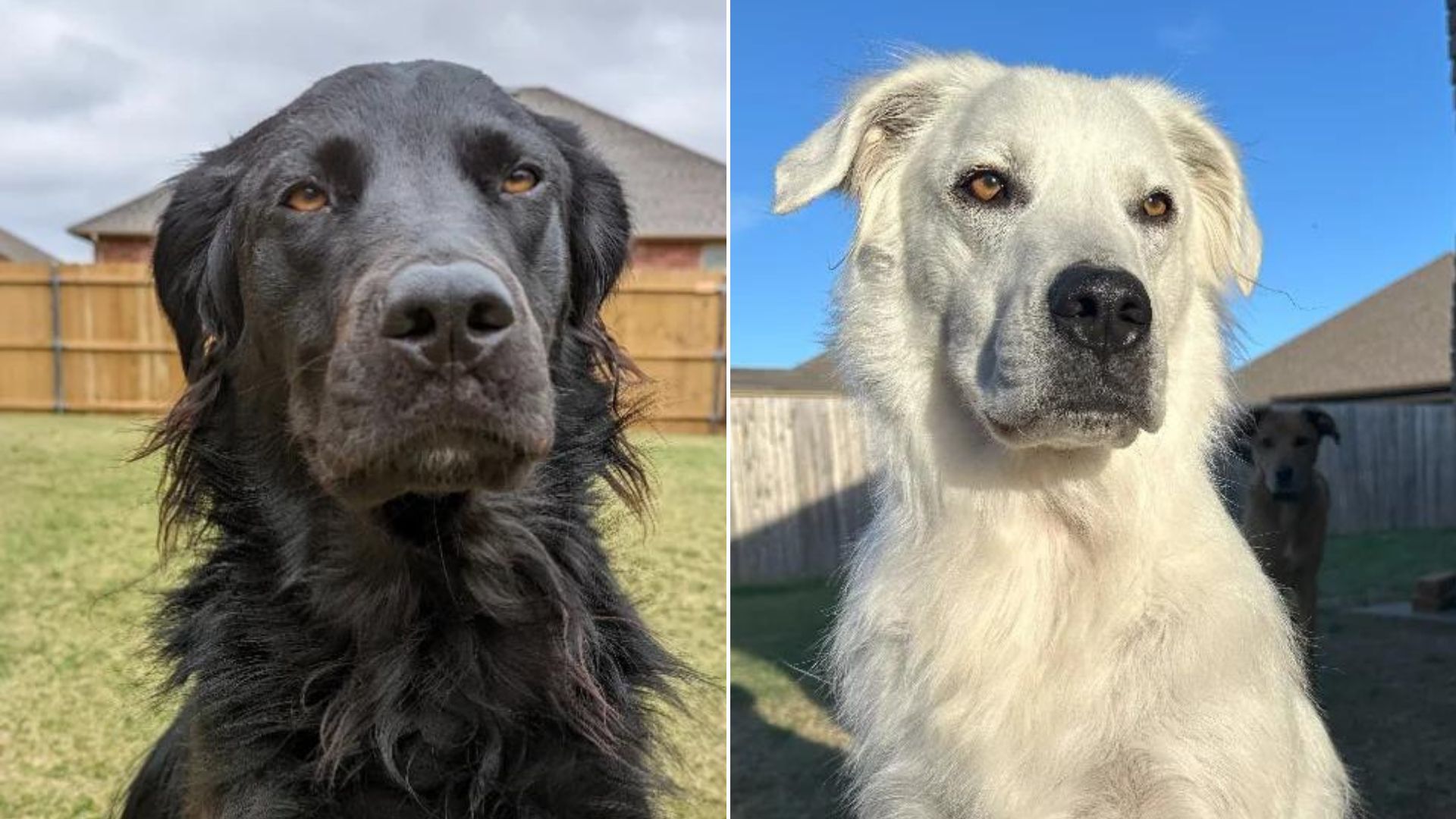 Adorable Pup Went From Jet Black To Pearly White Due To A Rare Medical Condition