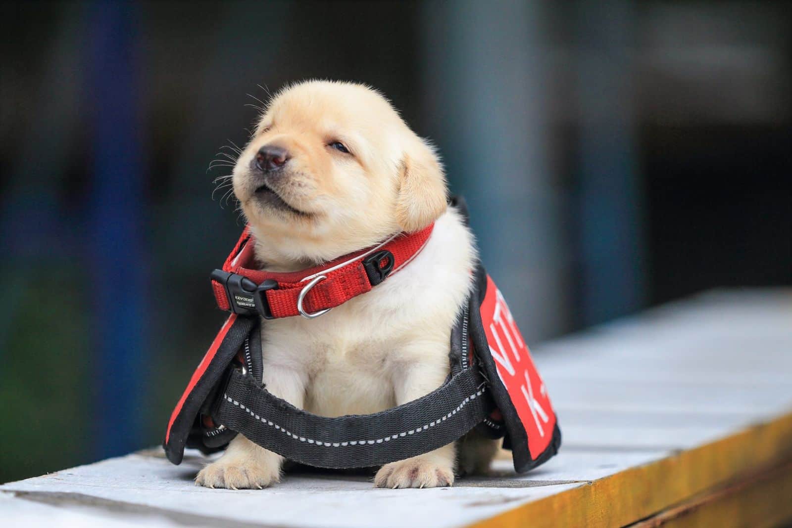 adorable puppy wearing k9 uniform