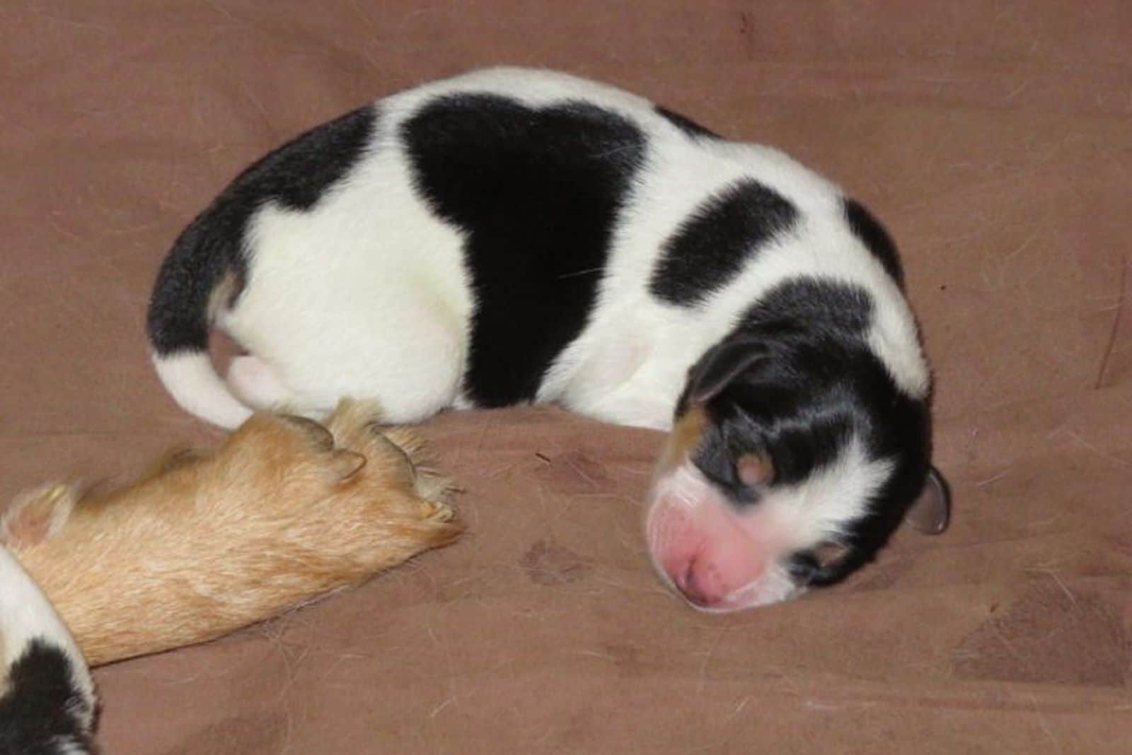 adorable puppy sleeping on the bed