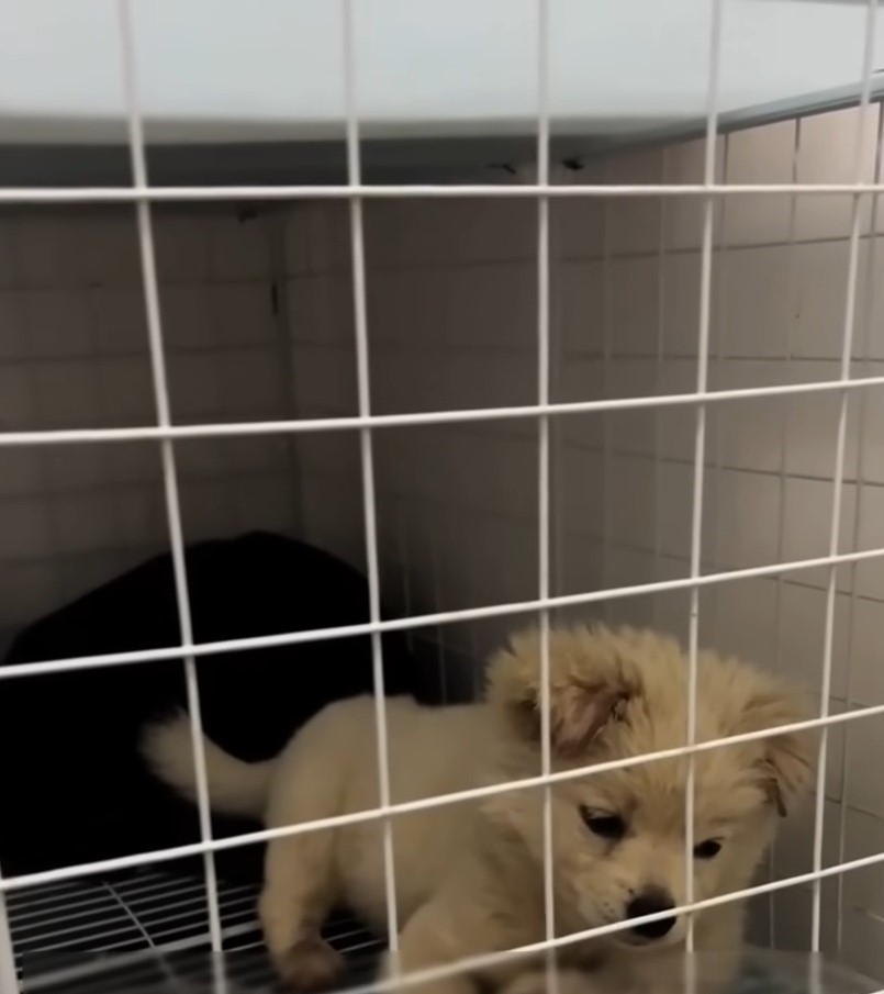 Adorable puppy in the cage