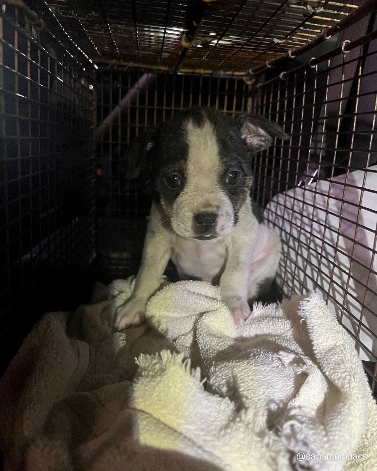 adorable puppy in the cave