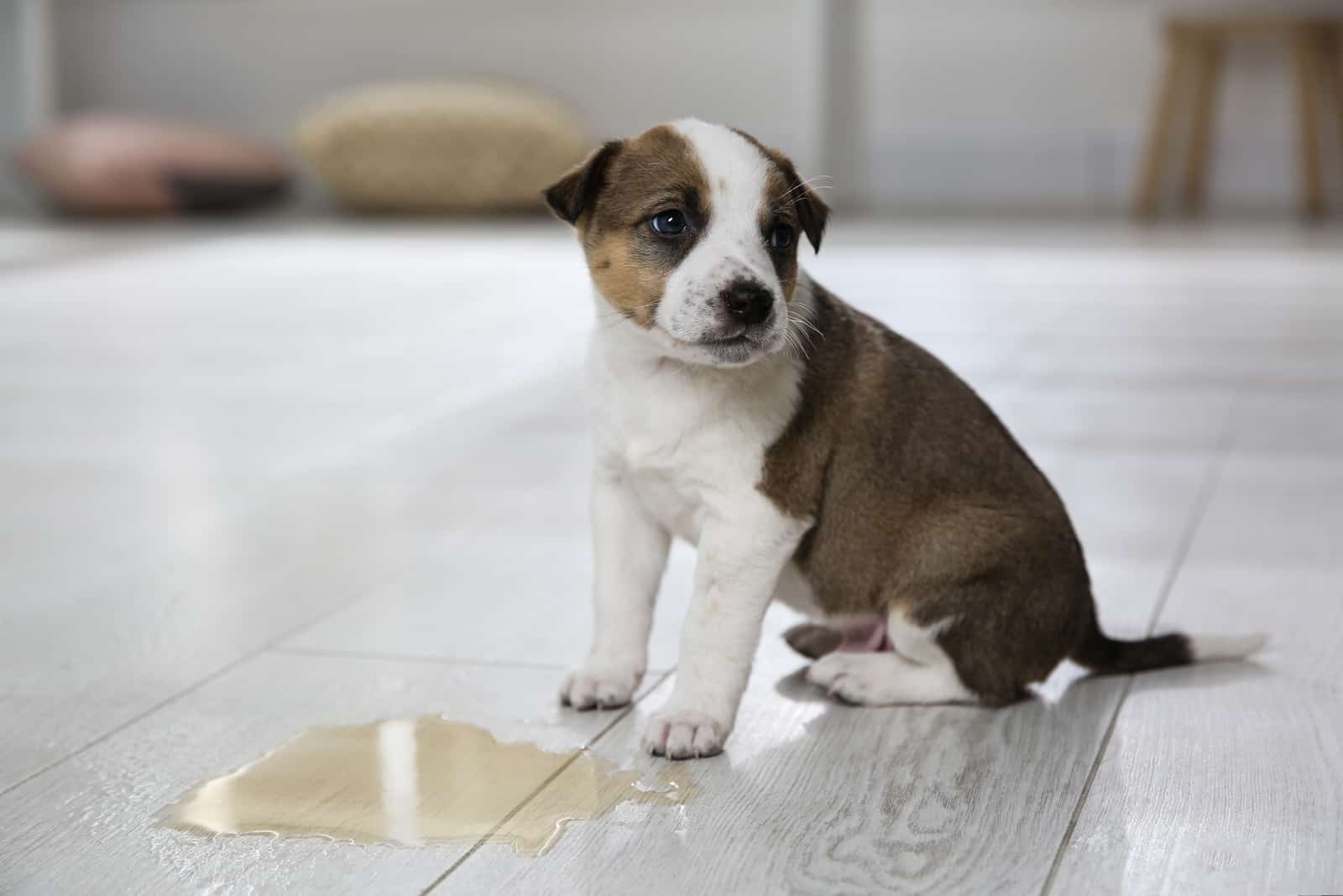 Adorable puppy near puddle on floor indoors