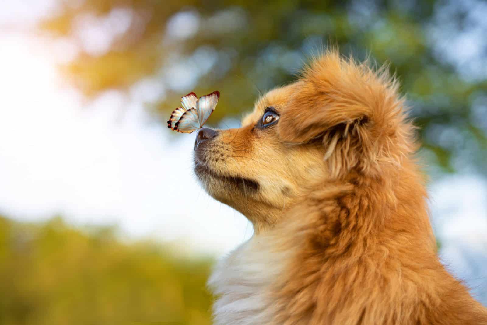 Adorable Puppy Shares A Cute Moment With A Friendly Butterfly 