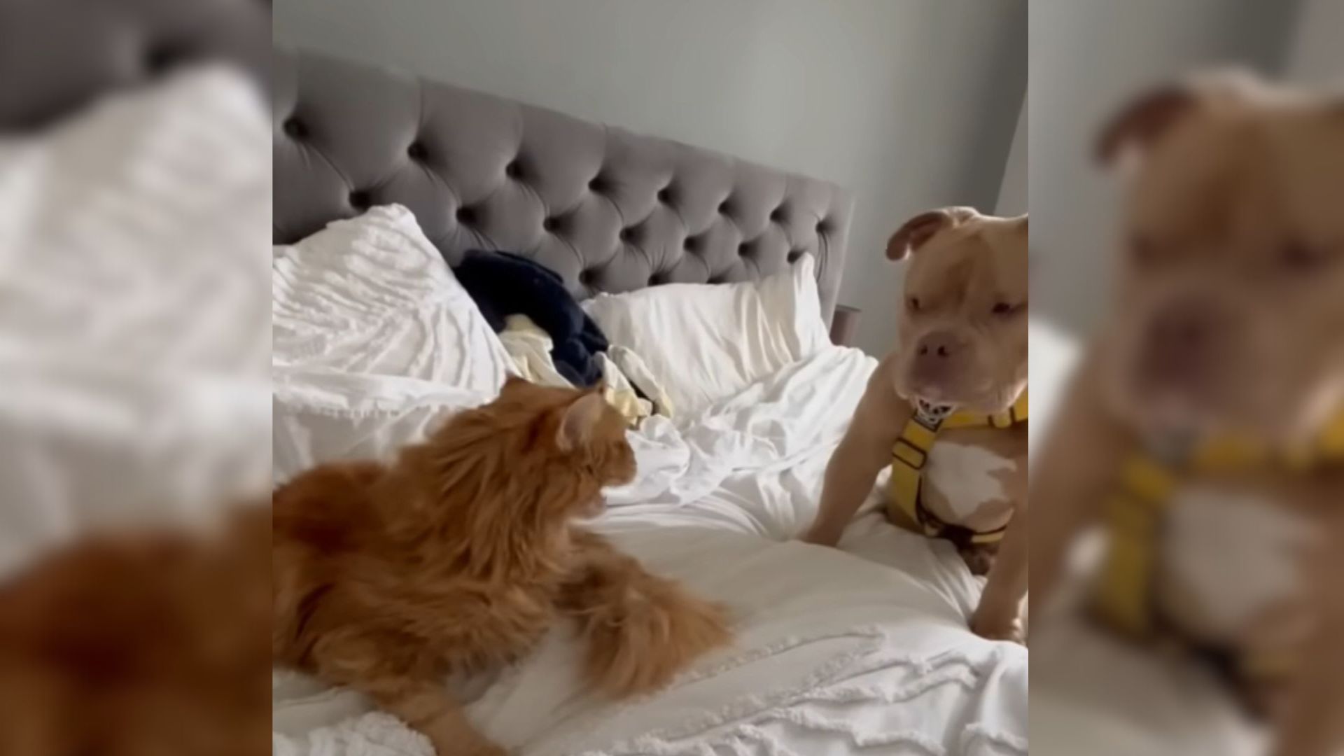 Adorable Rescue Dog Makes Friends With Everyone Except For His Cat Siblings