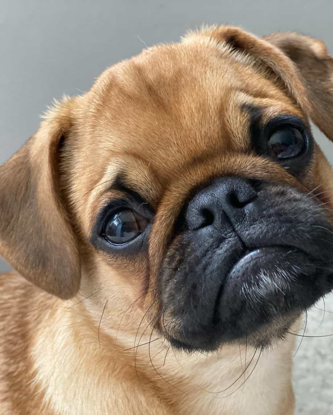 adorable sad apricot pug