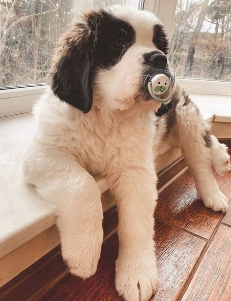 adorable saint bernard puppy