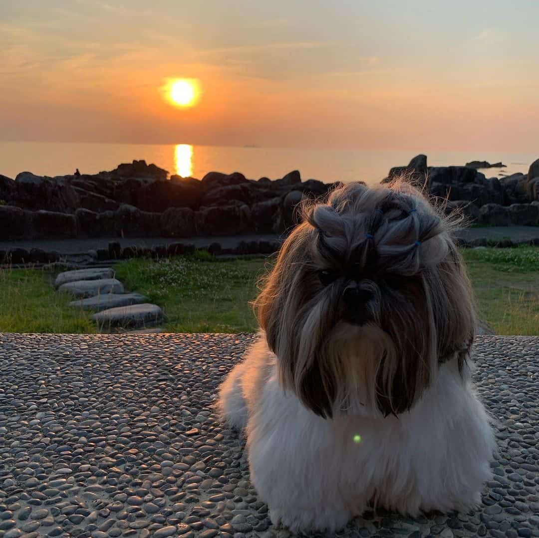 adorable Shih Tzu dog outdoors