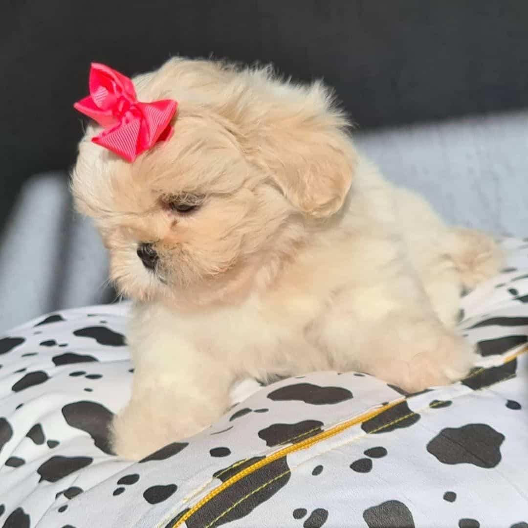 adorable Shih Tzu on the bed