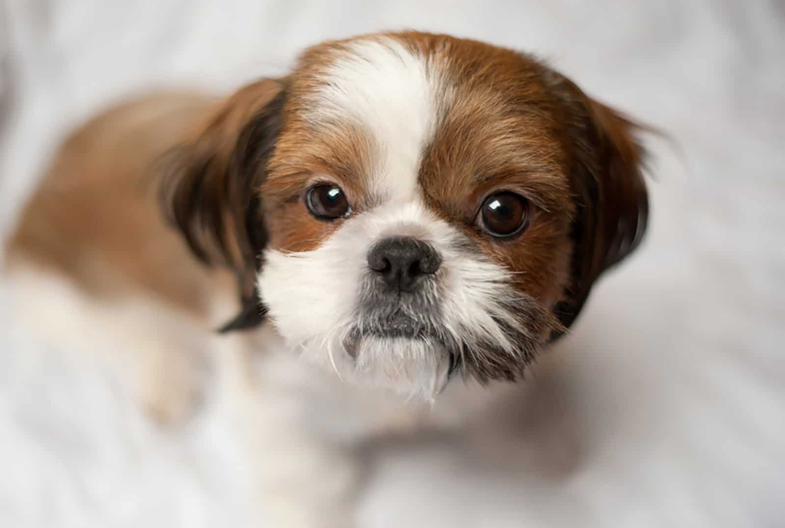 adorable shih tzu puppy looking into camera