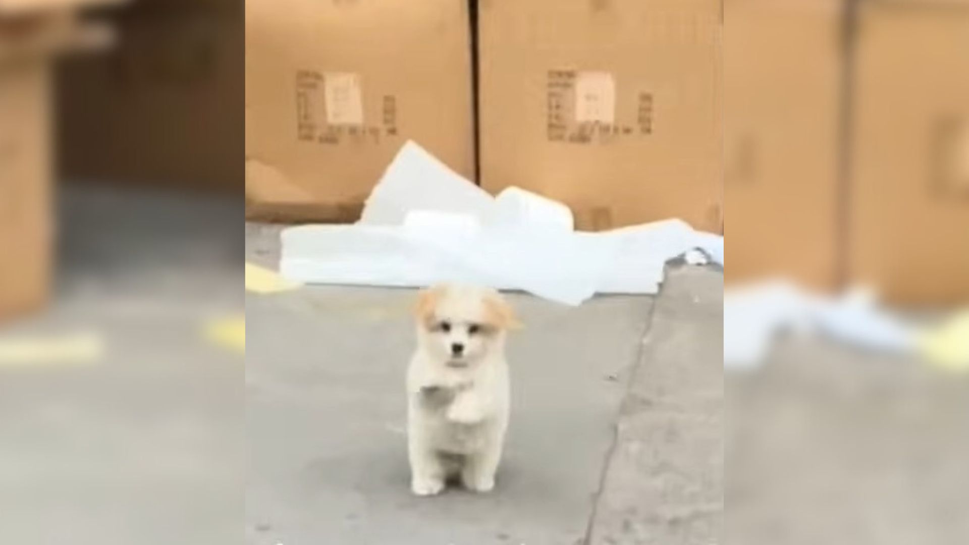Adorable Stray Puppy In Search Of Love Raised Her Paws, Trying To Attract The Attention Of Passers-By