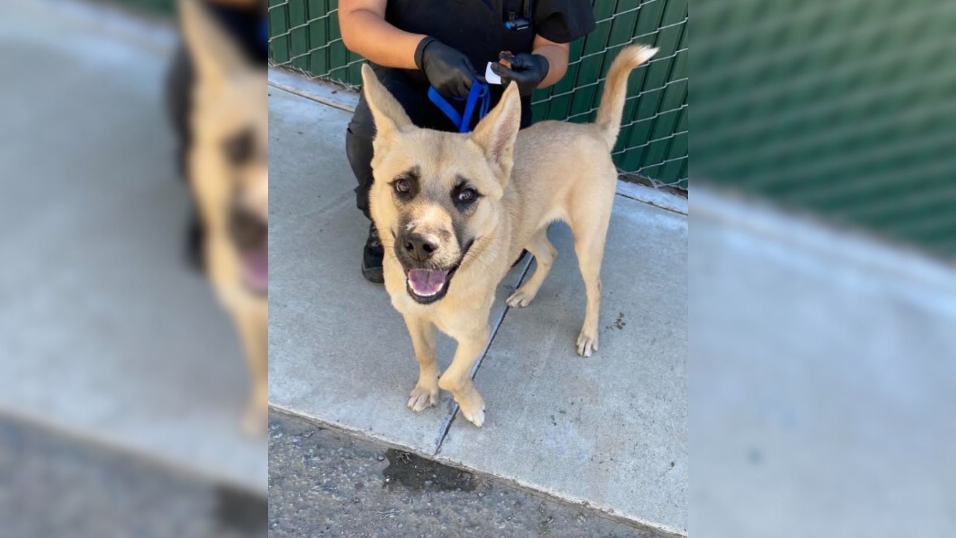 Adorable Three-Legged German Shepherd Mix Who Escaped Euthanasia Hopes To Find Unconditional Love