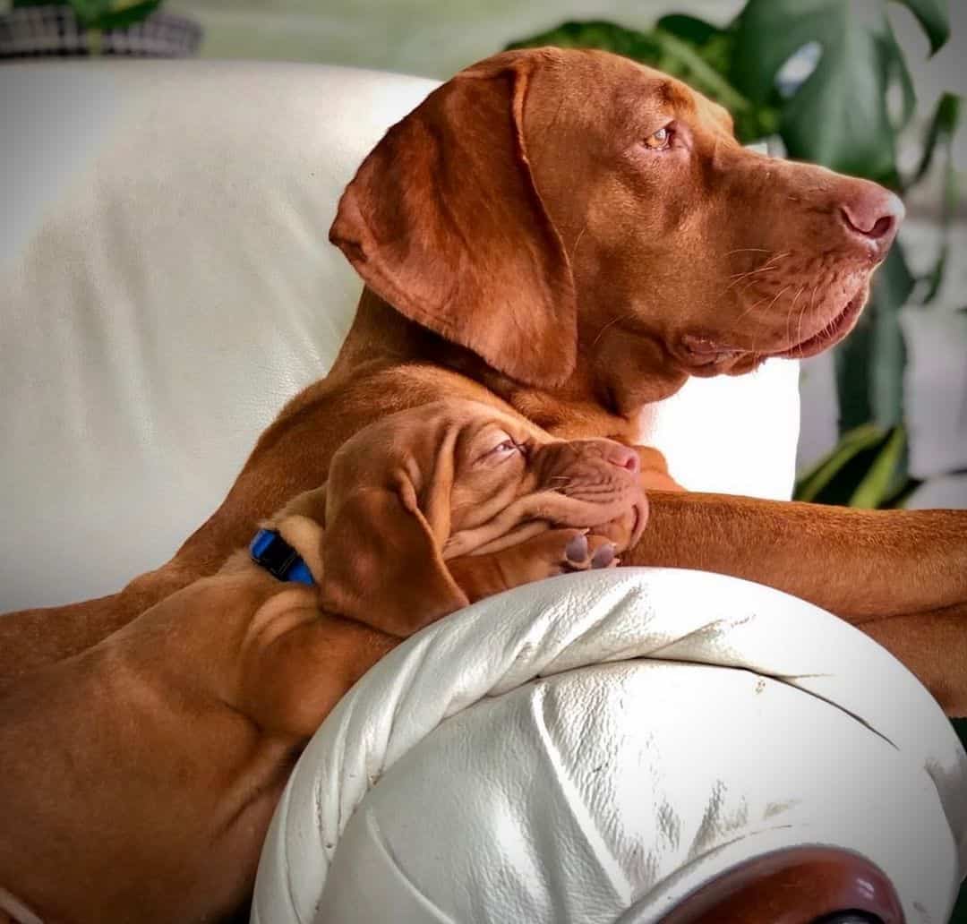 adorable vizsla with puppy