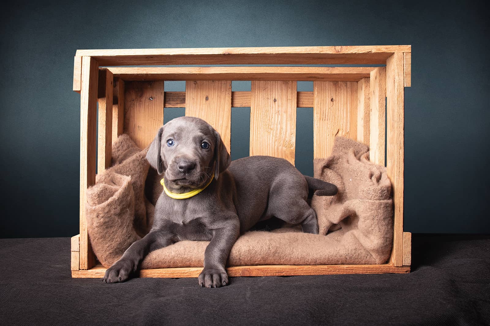 adorable weimaraner puppy resting in a wooden crate