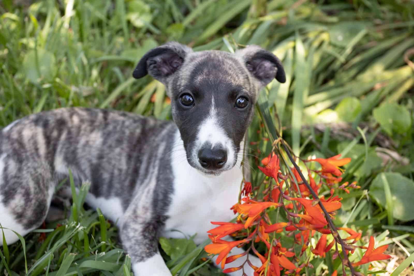 adorable whippet puppy