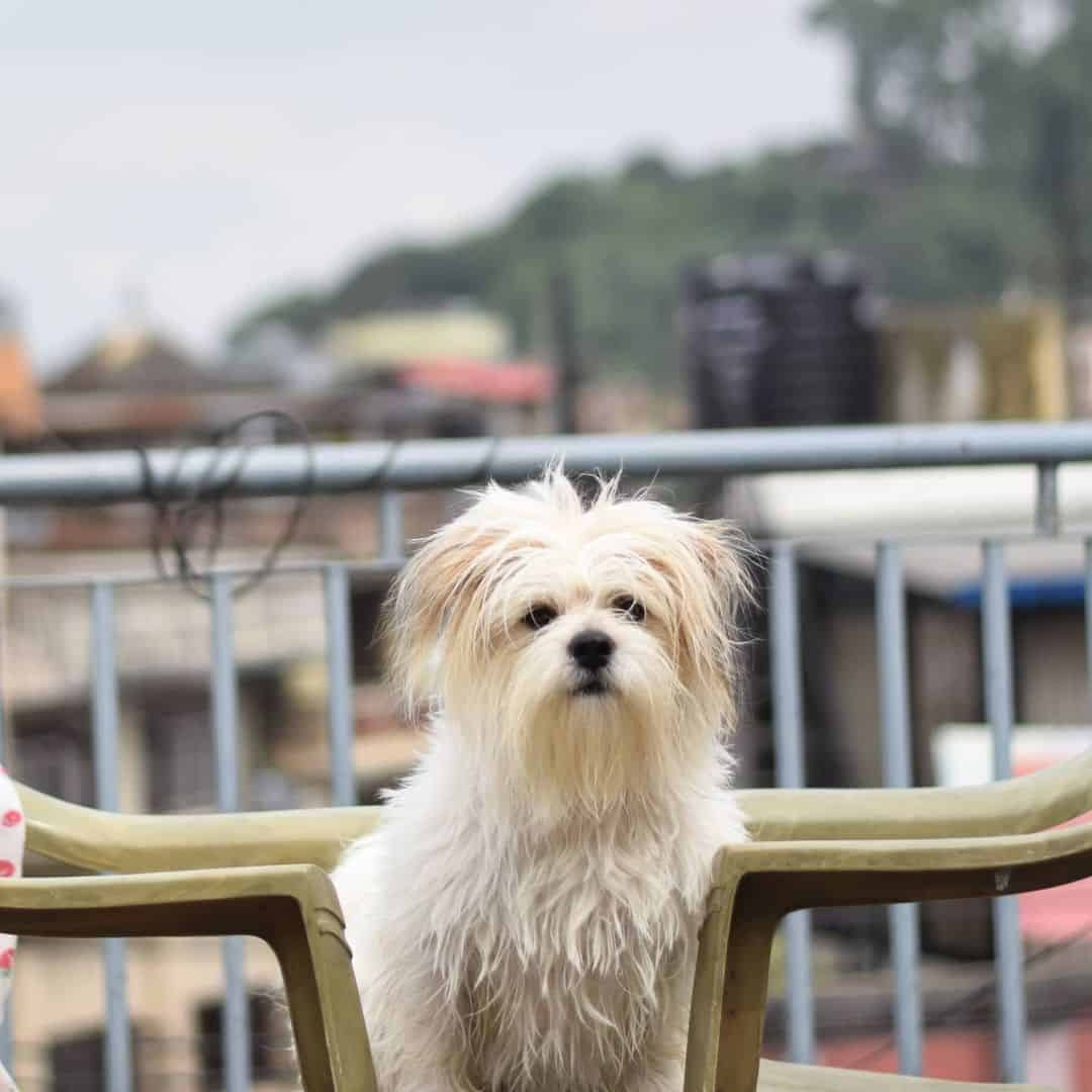 adorable White Lhasa Apso