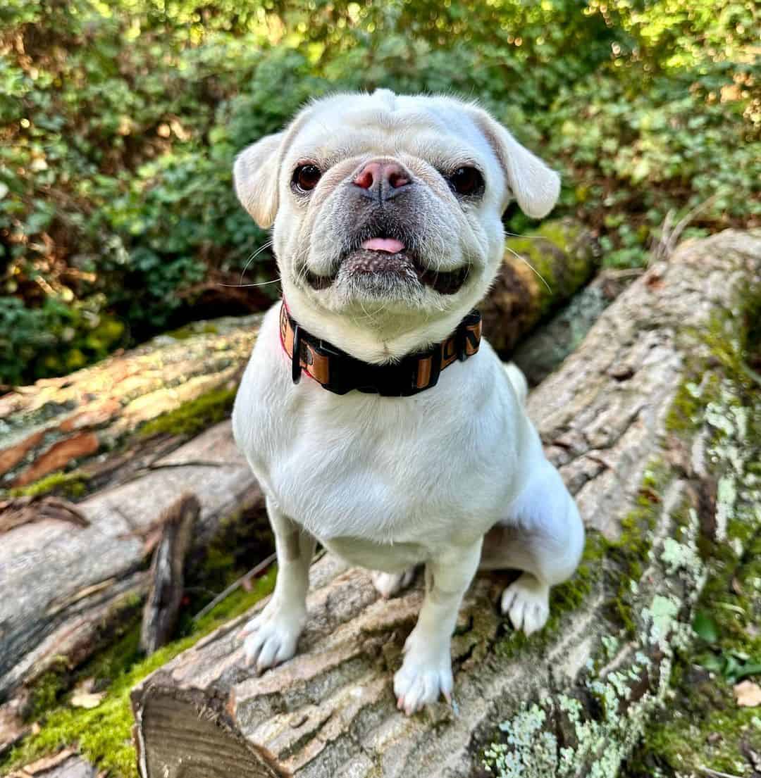 adorable White Pug