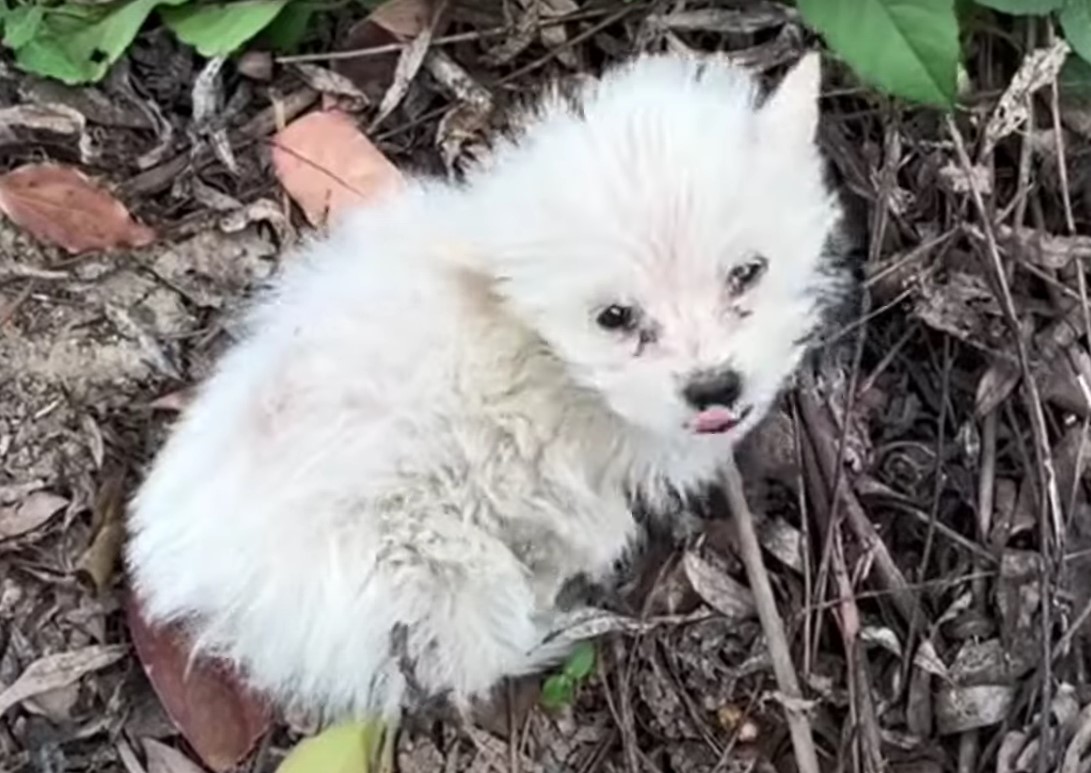 adorable white puppy