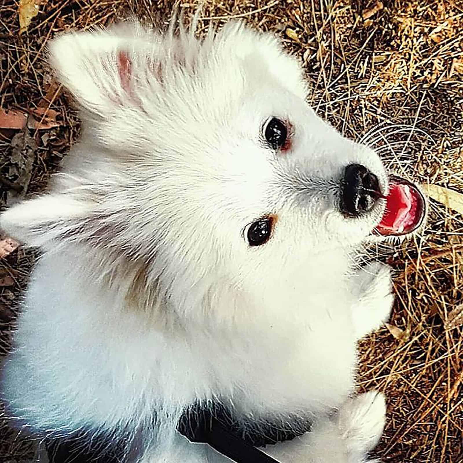 adorable white samoyed pomeranian looking into camera