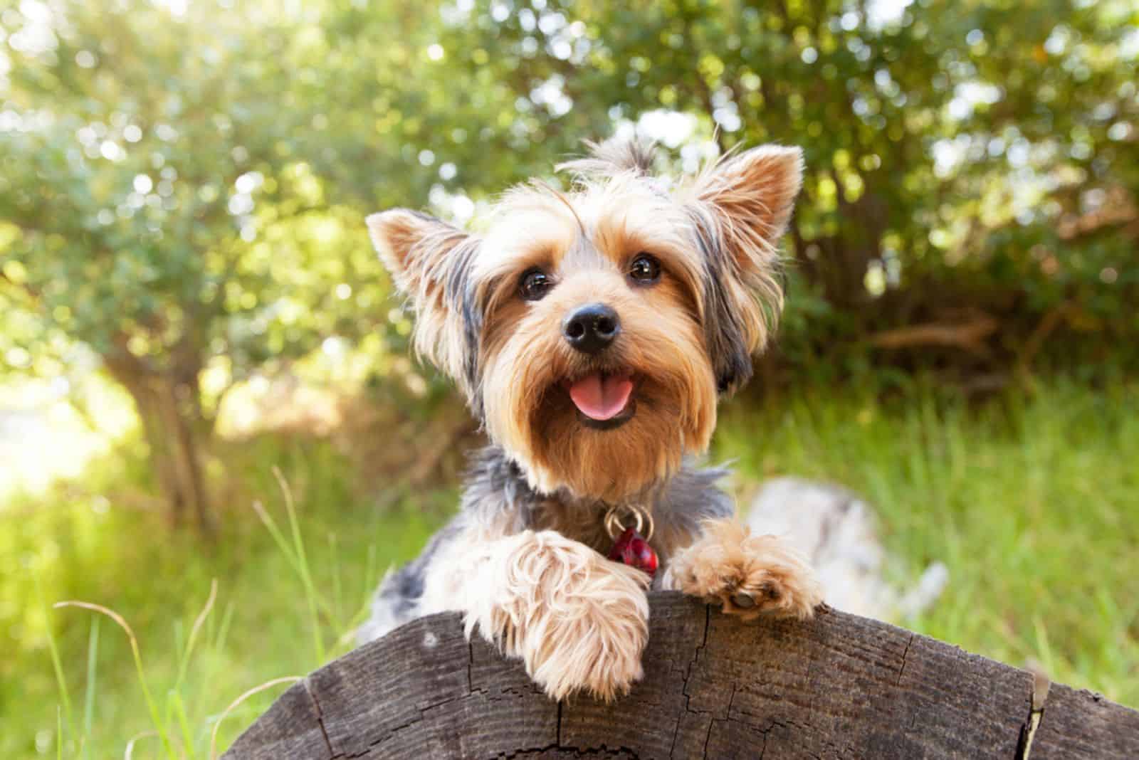 adorable yorkie on a log