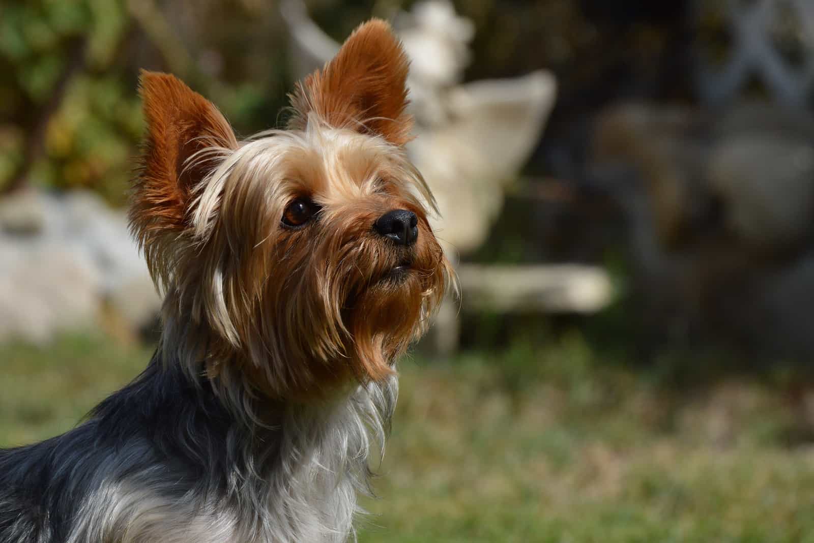 Adorable Yorkie Portrait