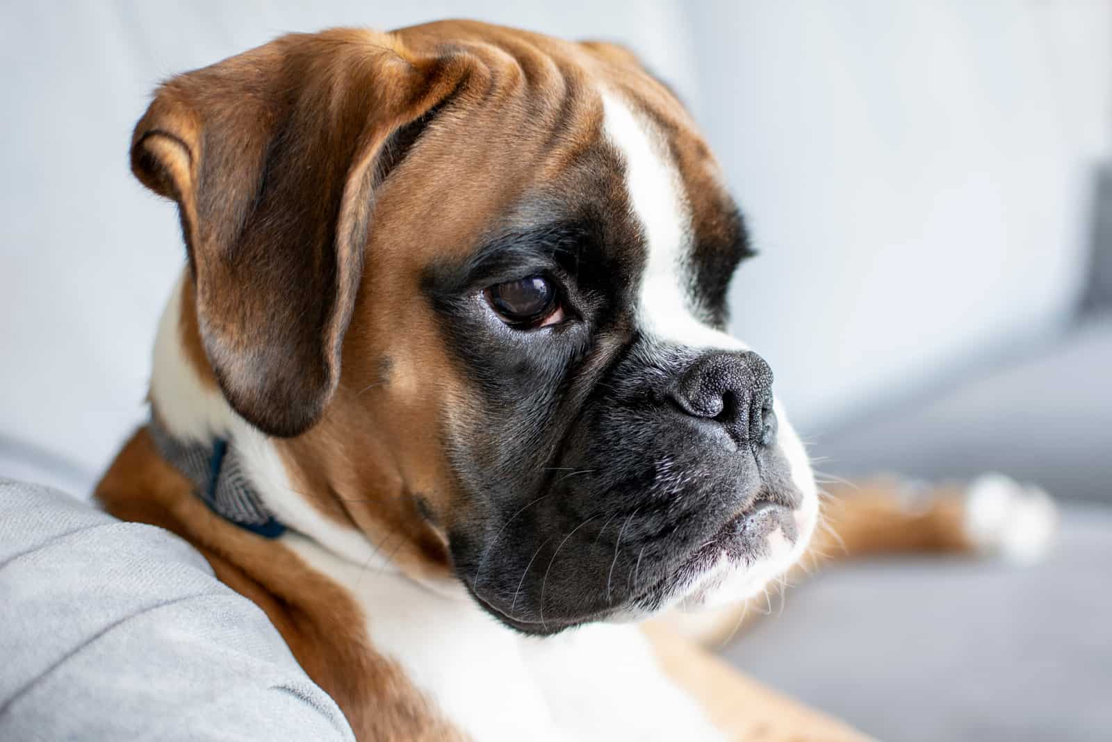 Adorable young purebred boxer puppy dog