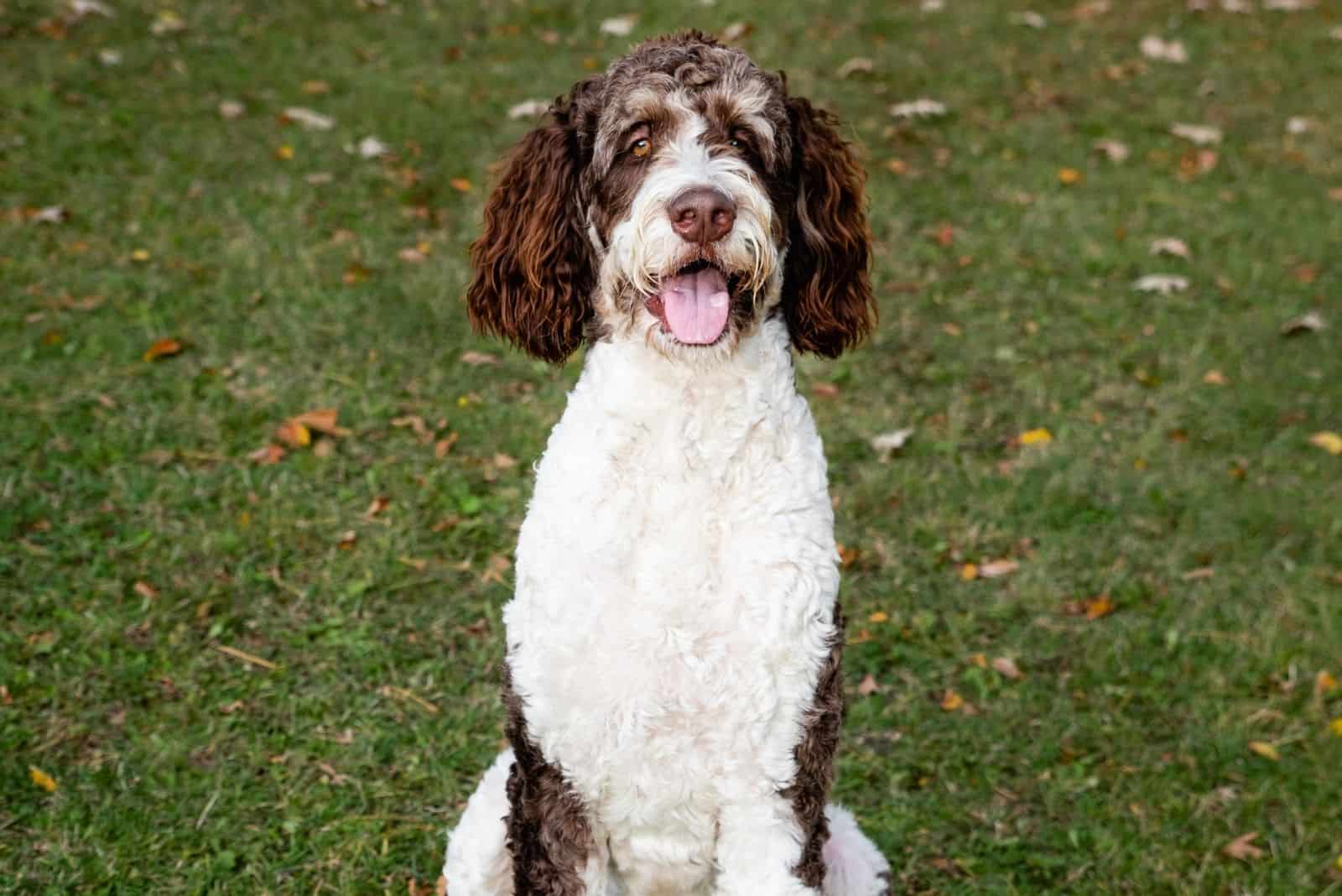 adult and brown bernedoodle sitting on the green grass lawn