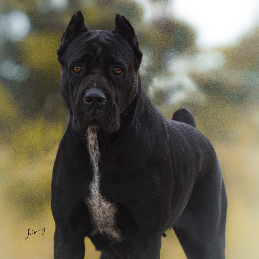 adult black cane corso