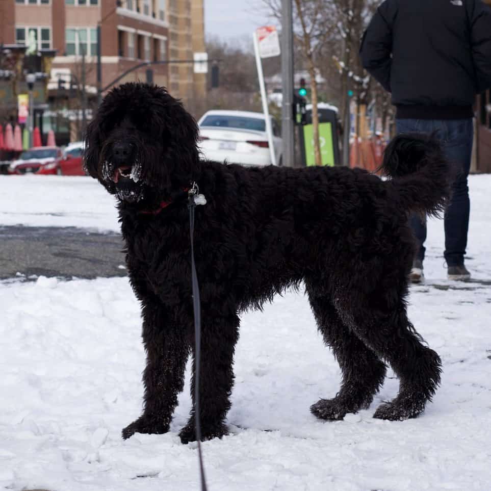 adult black goldendoodle