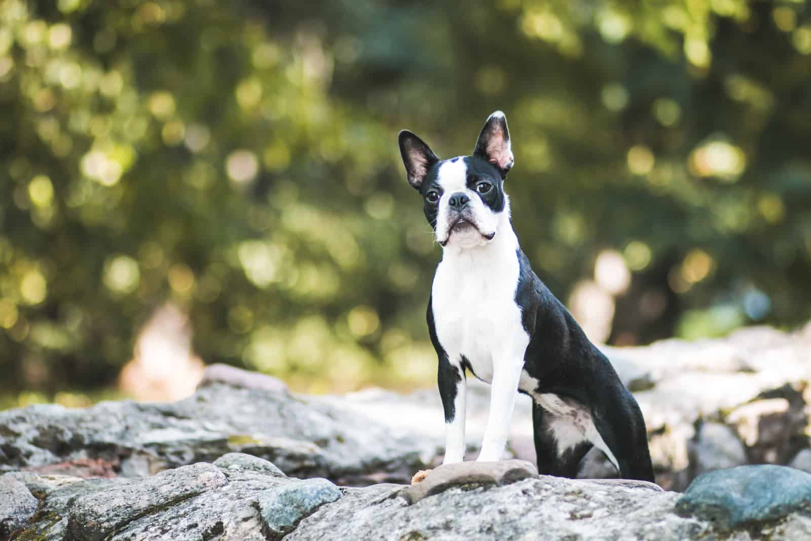 adult boston terrier dog