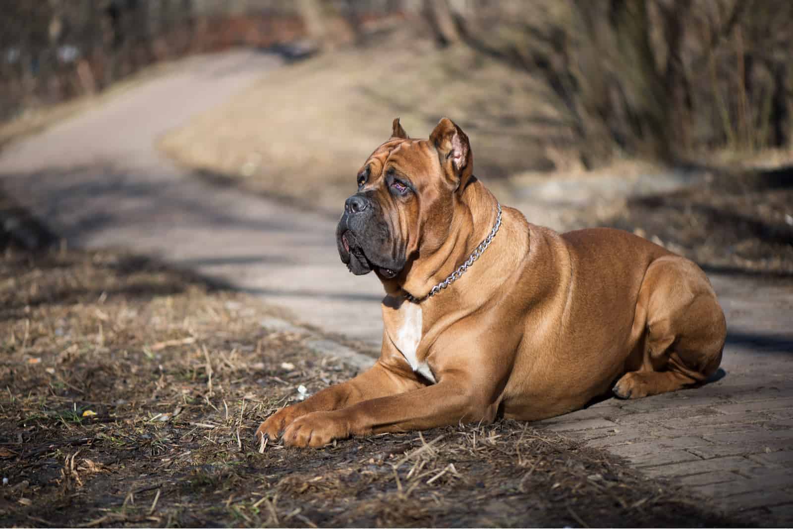 adult cane corso lying